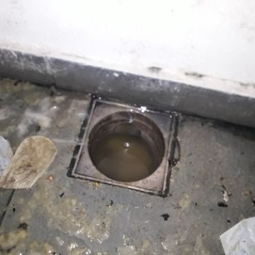 Destapacion de tapa cloacal